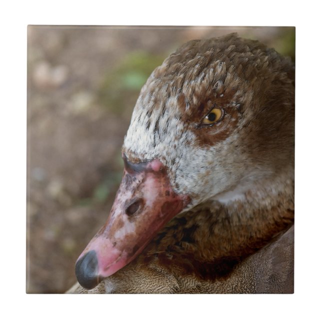 Duck Tile (Front)