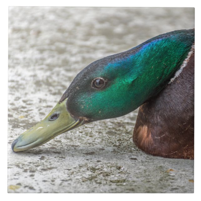 Duck up close ceramic tile (Front)