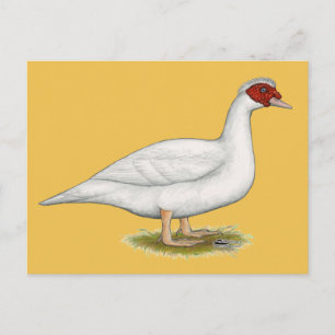 Duck White Muscovy Postcard