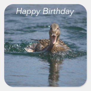 Duck with beak open square sticker