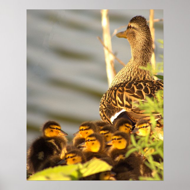 Duck with Ducklings Photo Poster (Front)