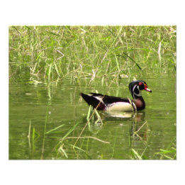 Duck Wood Drake Photo Print