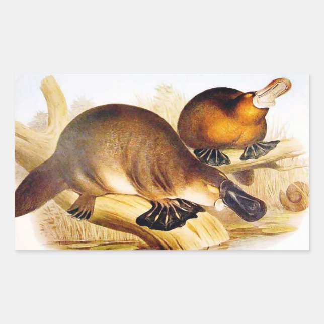 "Duckbilled Platypus" Sticker (Front)