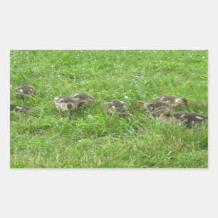 Duckies in the Grass Sticker