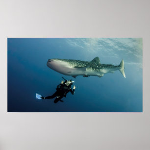 Ducking For Cover? Poster