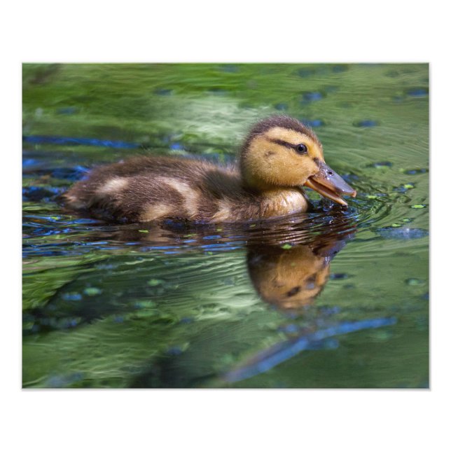 Ducking in a Pond Photo Print (Front)