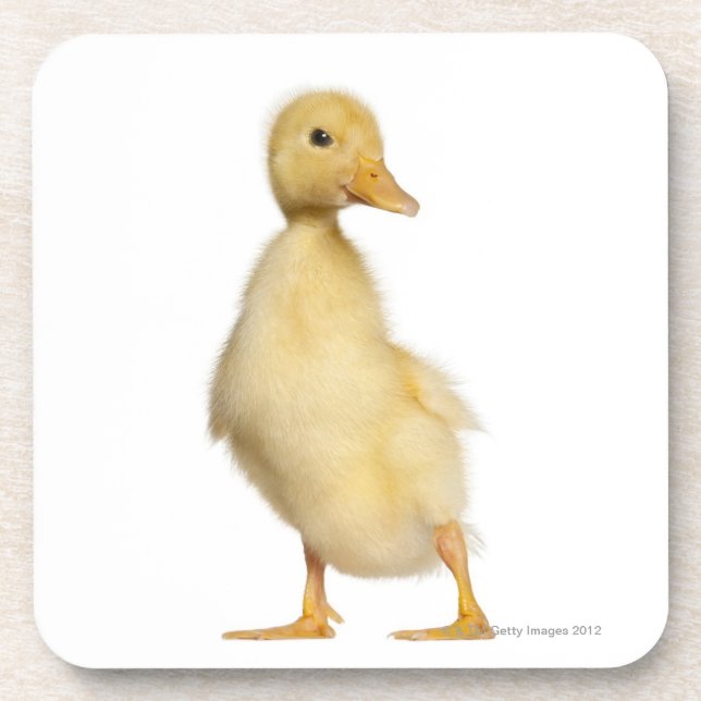 Duckling (1 week old) coaster (Front)