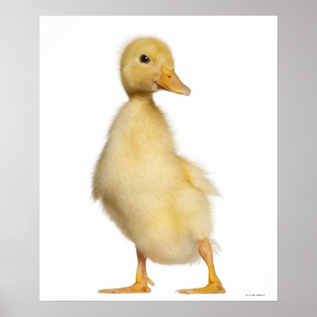 Duckling (1 week old) poster (Front)