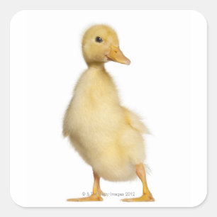 Duckling (1 week old) square sticker