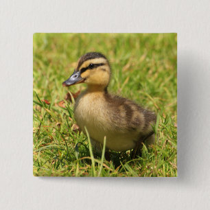 Duckling 2 Inch Square Button