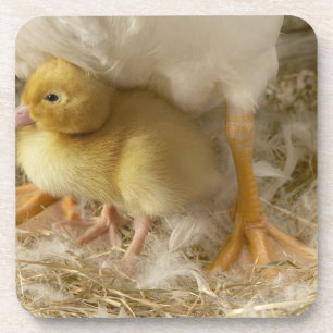 Duckling between mother's legs coaster