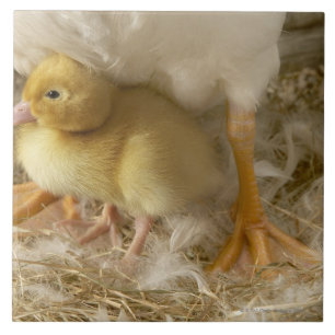 Duckling between mother's legs tile
