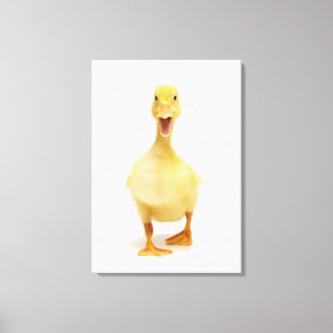 Duckling Canvas Print