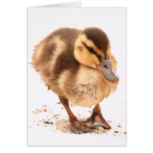 Duckling Card