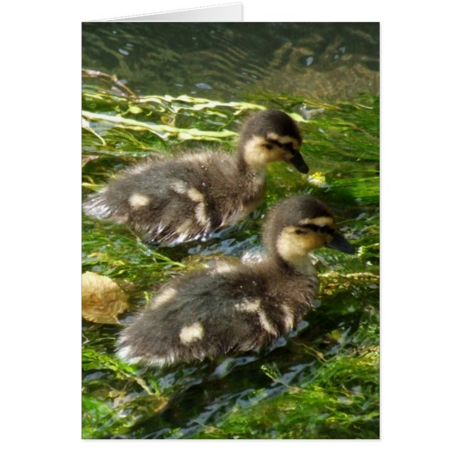 Duckling Card (Front)