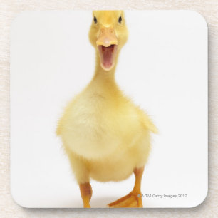 Duckling Coaster