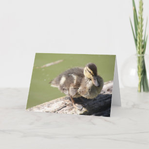 Duckling Greeting Card