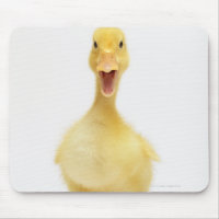 Duckling