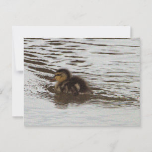 Duckling Photo Postcard