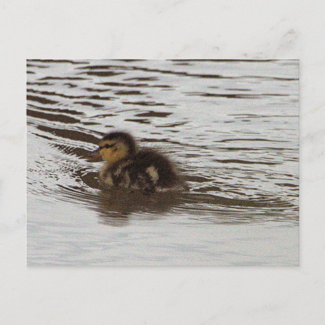 Duckling Photo Postcard (Front)