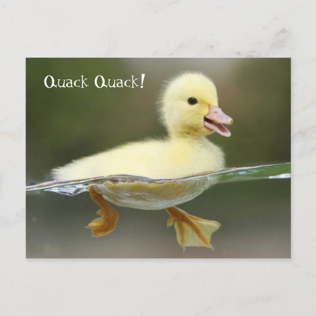 Duckling -  Quack Quack! Postcard (Front)