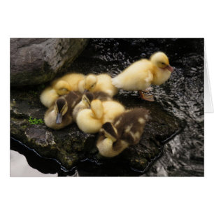 Ducklings
