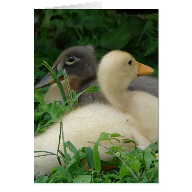 Ducklings (Front)