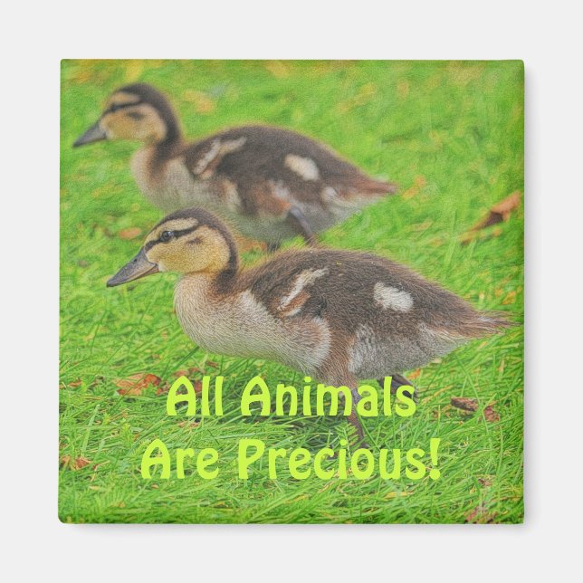 Ducklings Animal-lovers Wildlife Art Magnets (Front)