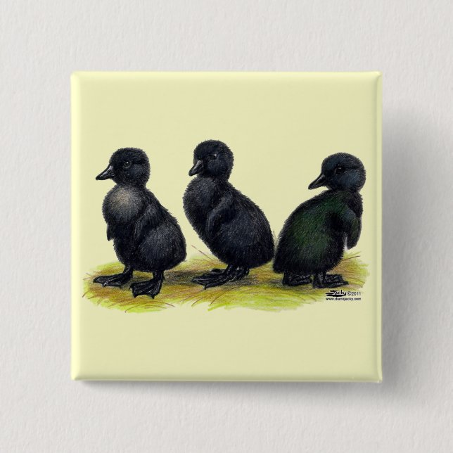 Ducklings Black Cayuga 2 Inch Square Button (Front)
