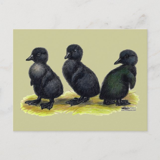 Ducklings Black Cayuga Postcard (Front)