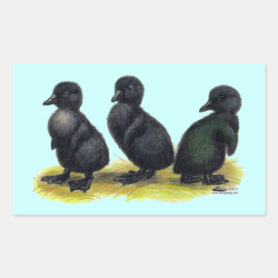 Ducklings Black Cayuga Sticker