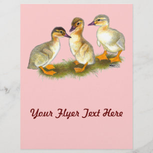 Ducklings: Buff Orpingtons Flyer