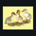 Ducklings: Buff Orpingtons Postcard<br><div class="desc">These little ones will grow up to have a soft buff colour will darker heads and necks.</div>