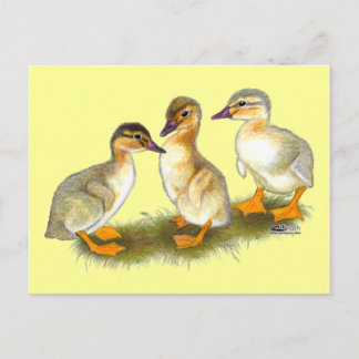 Ducklings:  Buff Orpingtons Postcard