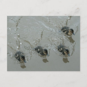 Ducklings Llangollen Canal Postcard