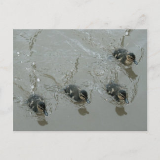 Ducklings Llangollen Canal Postcard