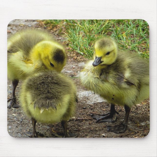 Ducklings Mouse Pad (Front)