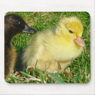 Ducklings Mouse Pad
