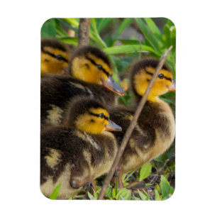 Ducklings Photo Magnet