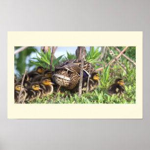 Ducklings Photo Poster