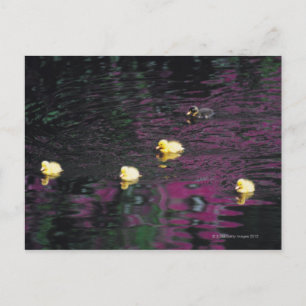 ducklings postcard