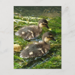 Ducklings Postcard
