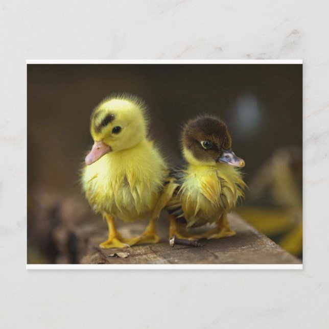 Ducklings Postcard (Front)