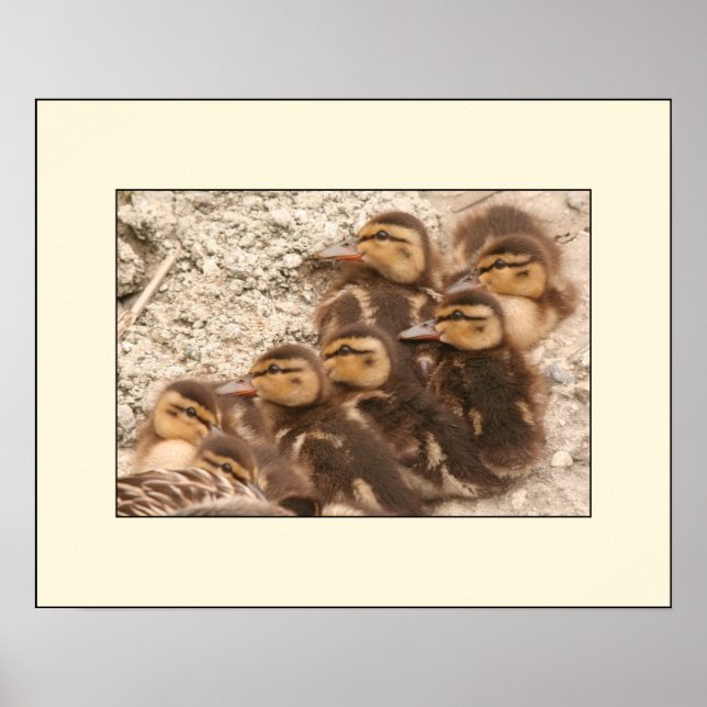 Ducklings Poster (Front)