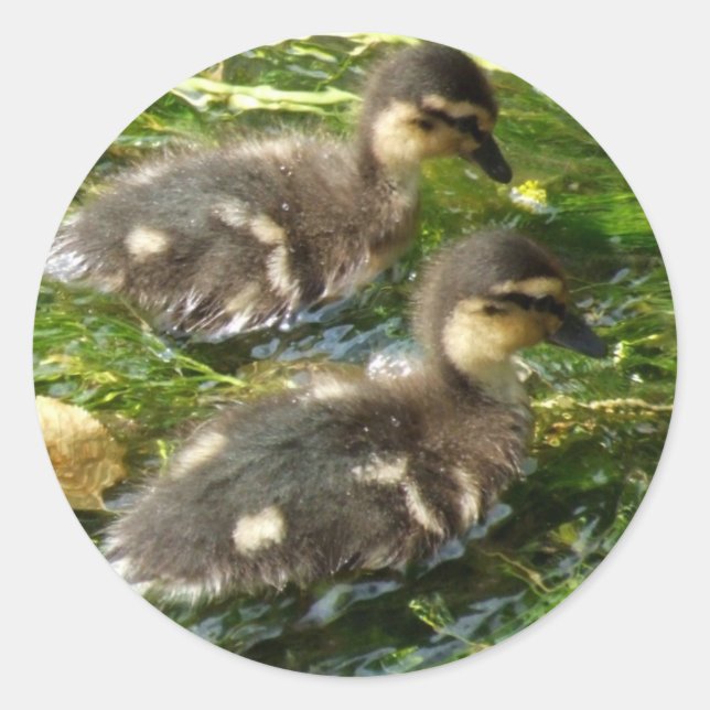 Ducklings Stickers (Front)