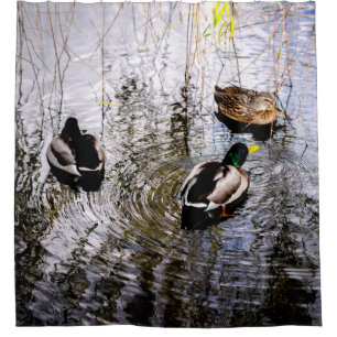 Ducks