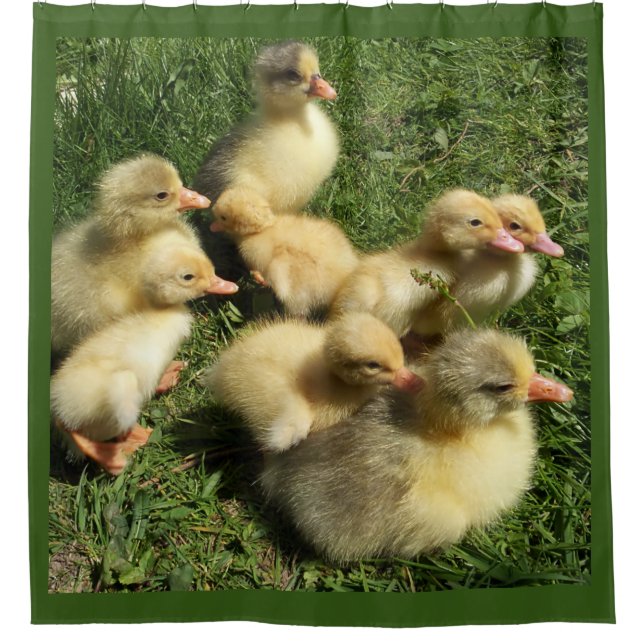ducks and goslings (Front)