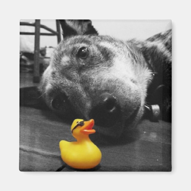 'Duck's Best Friend' Rubber Duck Magnet (Front)