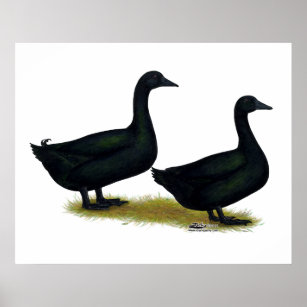 Ducks:  Black Cayugas Poster