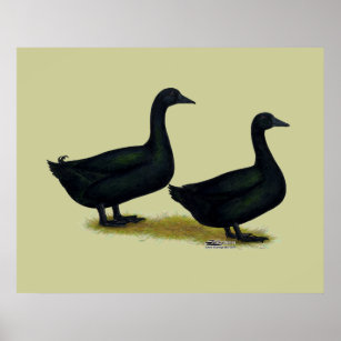 Ducks:  Black Cayugas Poster